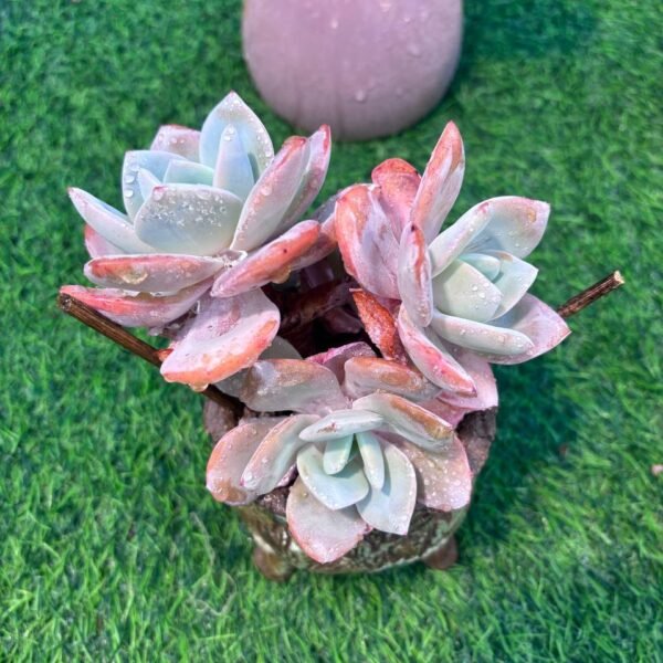 151.Echeveria 'Cream Tea