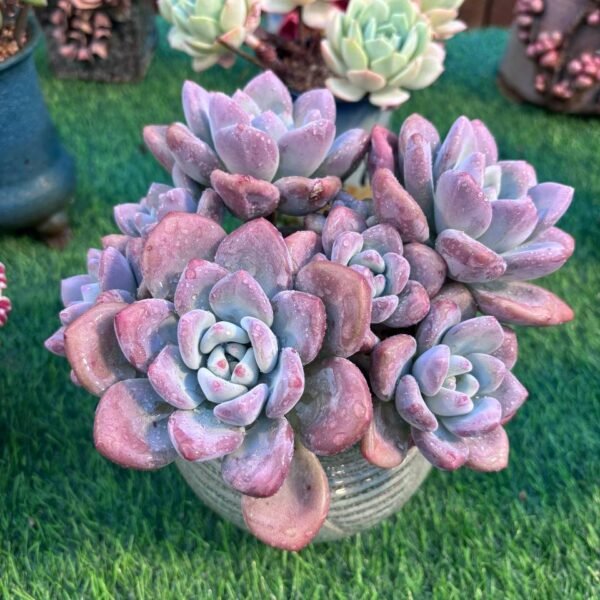 152.Echeveria 'Opalina