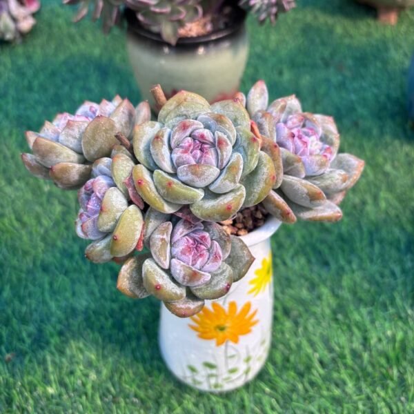 153.Echeveria elegans 'Potosina