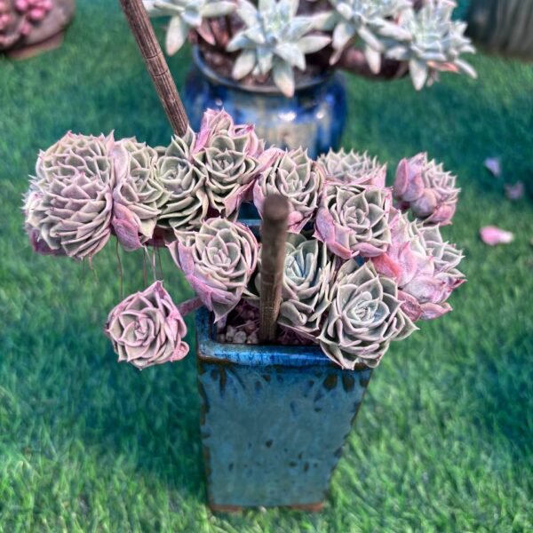 154.Echeveria 'Onslow' f. cristata