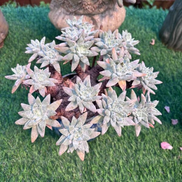 155.Dudleya