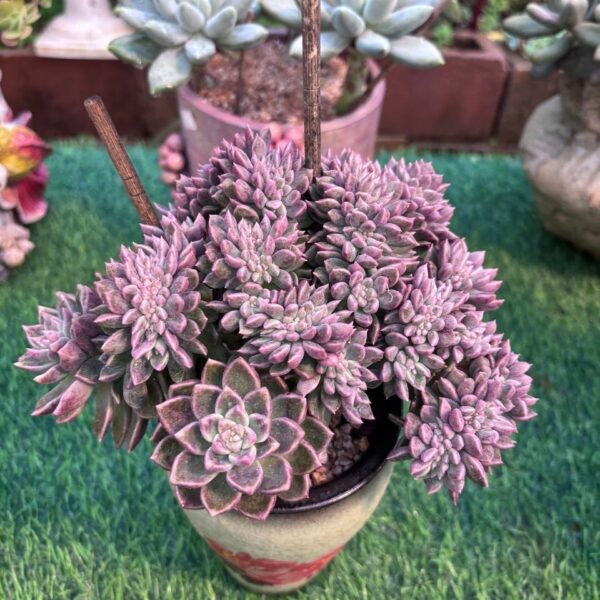 156.Echeveria gilva 'Shining Pearl'