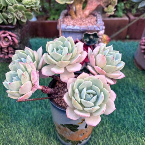 157.Echeveria 'Renjyo