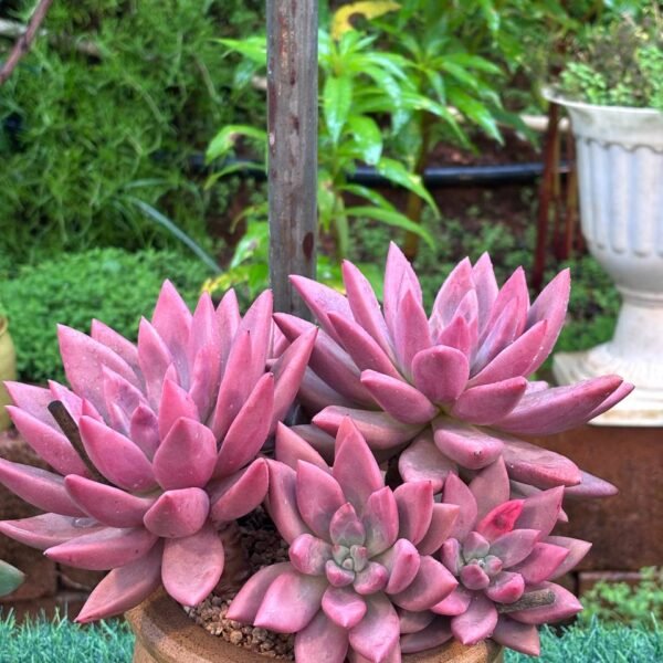 158.Echeveria 'Peach Blossom Land'