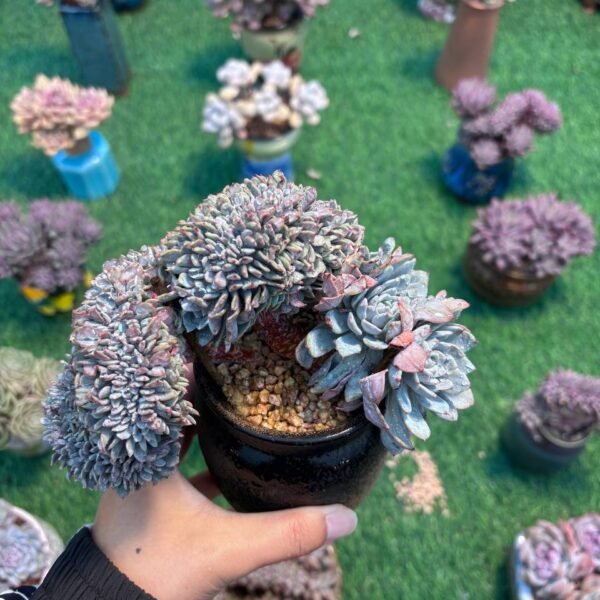 159.Echeveria 'Lapine' f. cristata