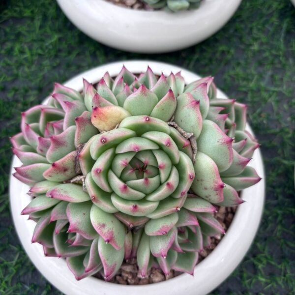 160.Echeveria chihuahuaensis
