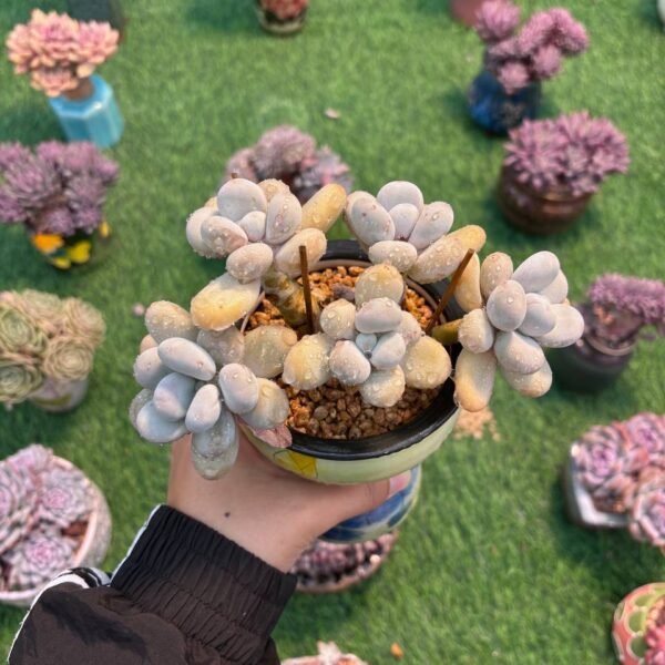 161.Pachyphytum oviferum