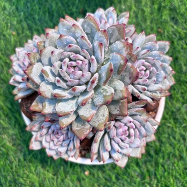162.Echeveria 'Star Orange