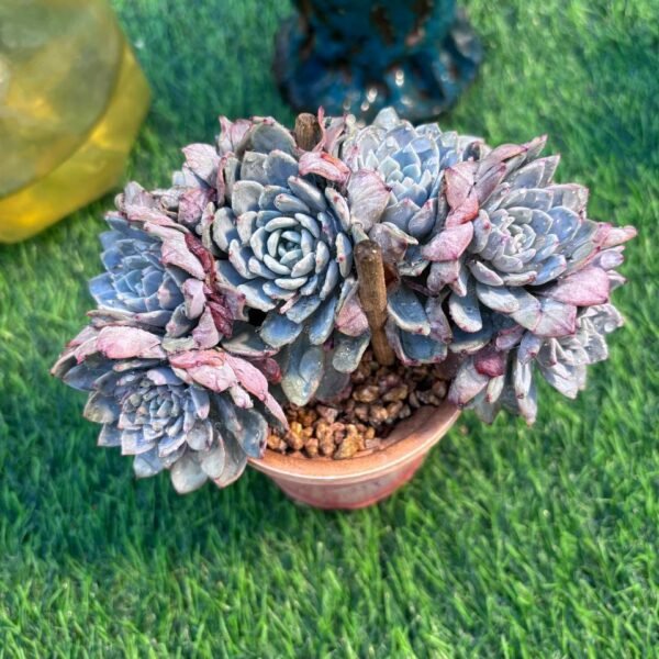 163.Echeveria 'Lapine' f. cristata
