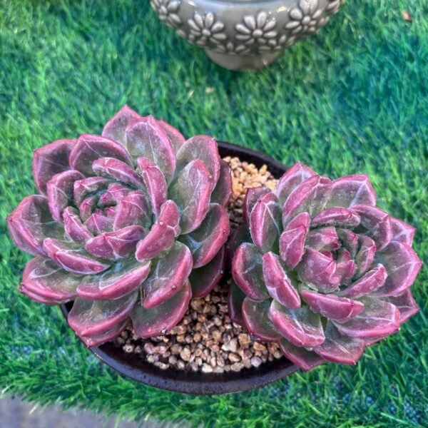 164.Echeveria 'Champagne'