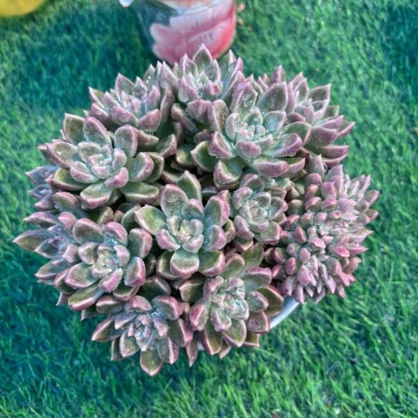 165.Echeveria 'Bright'