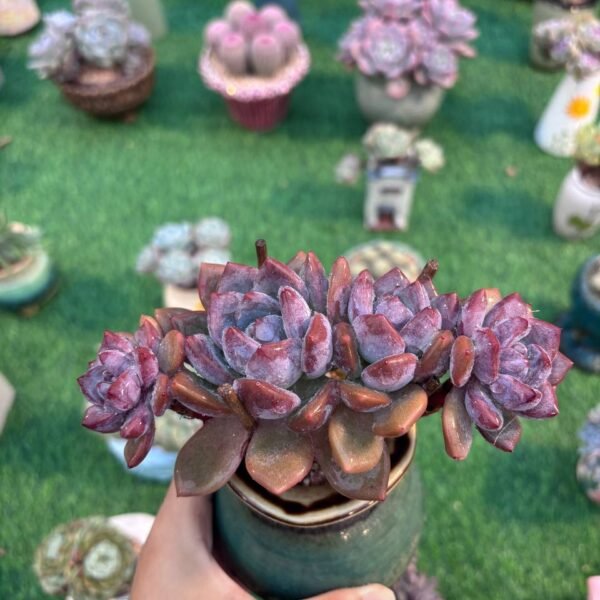 166.Aeonium cv. 'Zhifou'