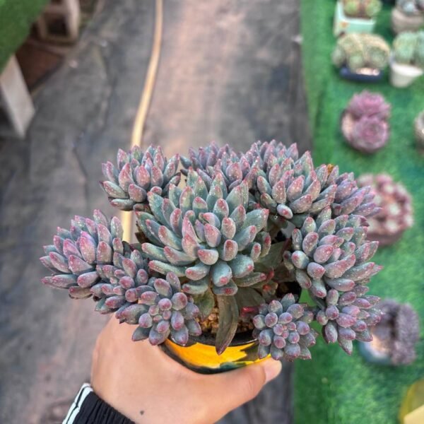167.Echeveria 'Cherry'