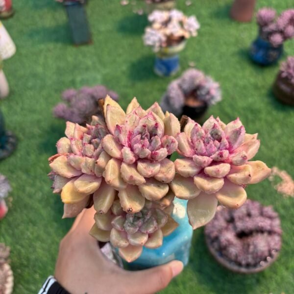 168.Echeveria 'Bright'