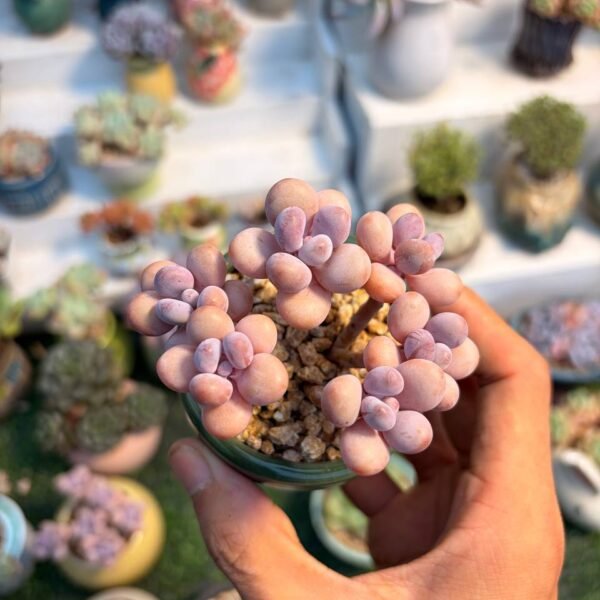 170.Graptopetalum amethystinum