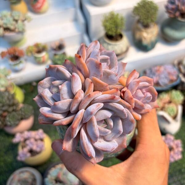 171.Echeveria Fiona