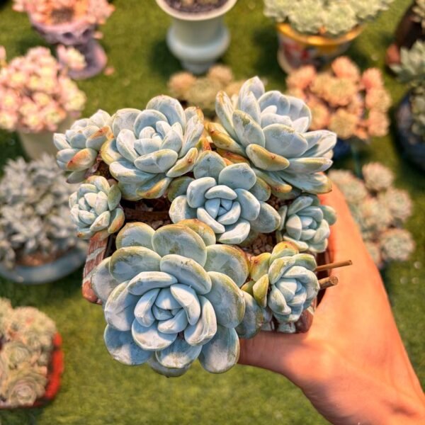 172.Echeveria 'Ice Green