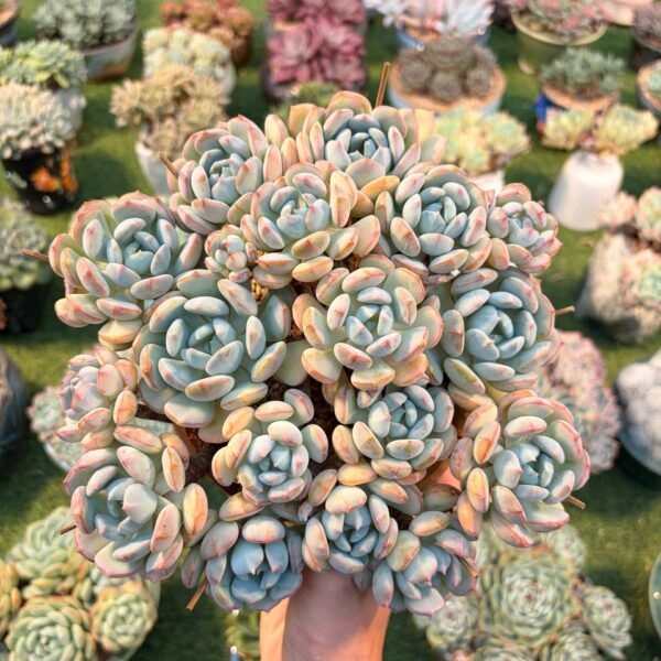 173.×Graptoveria 'A Grim One