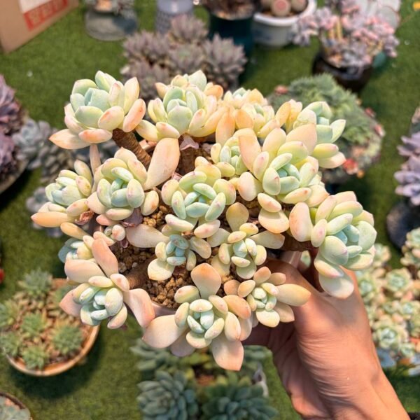174.xSedeveria 'Maxwell'