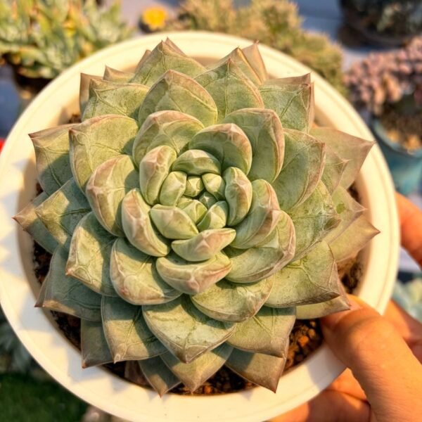 175.Adromischus cristatus