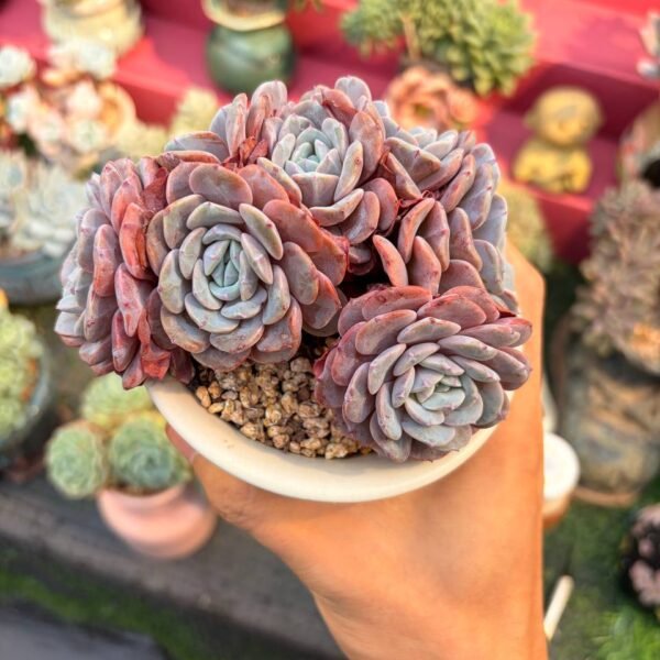 176.Crassulaceae