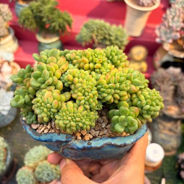 177.×Sedeveria 'Shangri-La' f. cristata