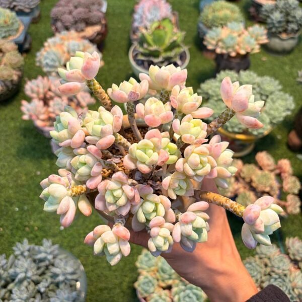 178.xSedeveria 'Maxwell'