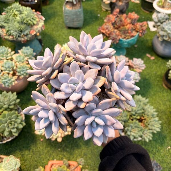 179.Echeveria: ‘Pink Rabbit’