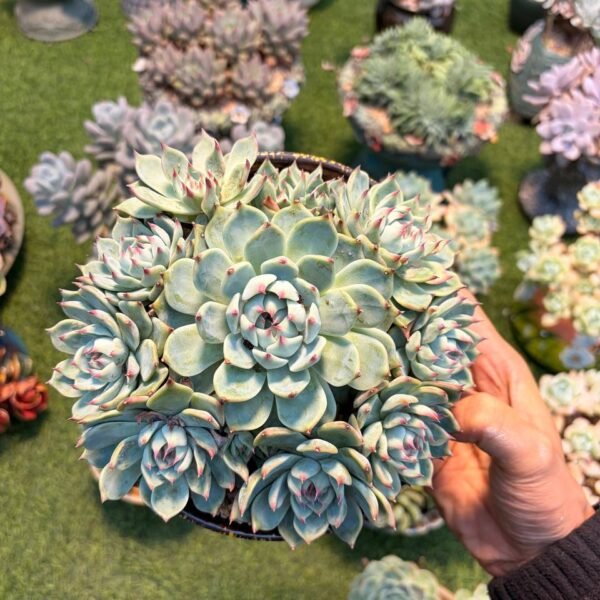 180.Echeveria chihuahuaensis