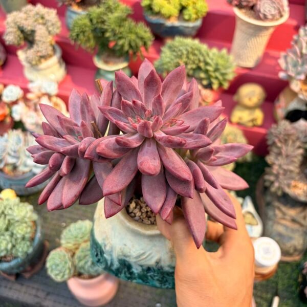 181.Echeveria 'Hercules' f. cristata