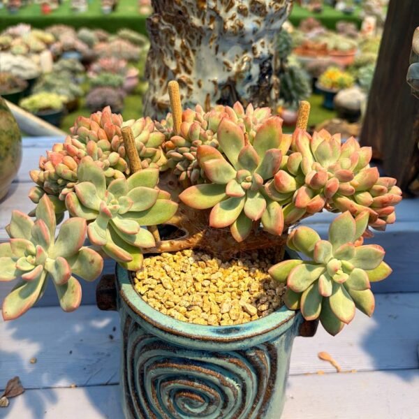 197.Echeveria 'Ice Green' f. cristata