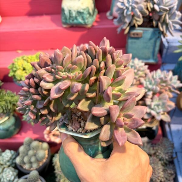 182.Aeonium 'Zhi Fou' f. cristata