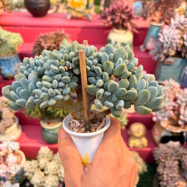 183.× Pachyveria 'Clavifolia' f. cristata。