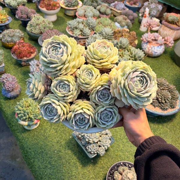 184.Echeveria 'Lola'