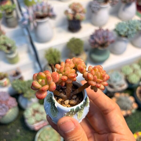 185.Sedum 'Shangri-La'