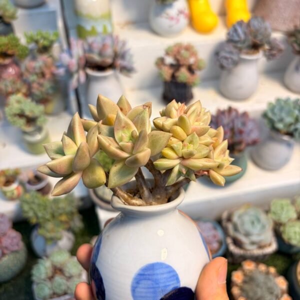 187.Echeveria agavoides 'Silver'