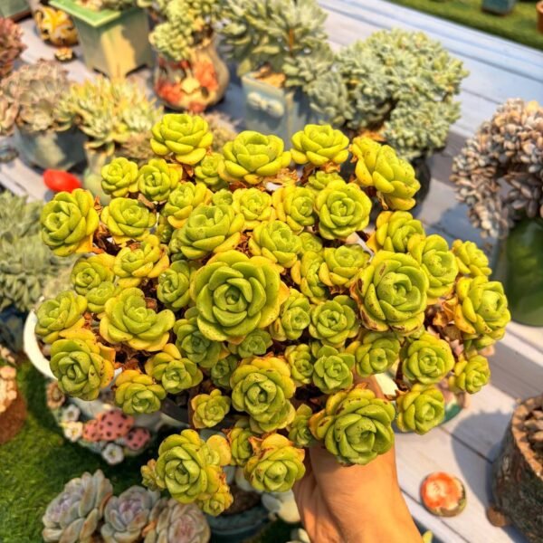 188.Aeonium 'Lily Pad'