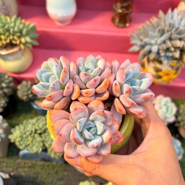 189.Echeveria 'Man Man Xue'