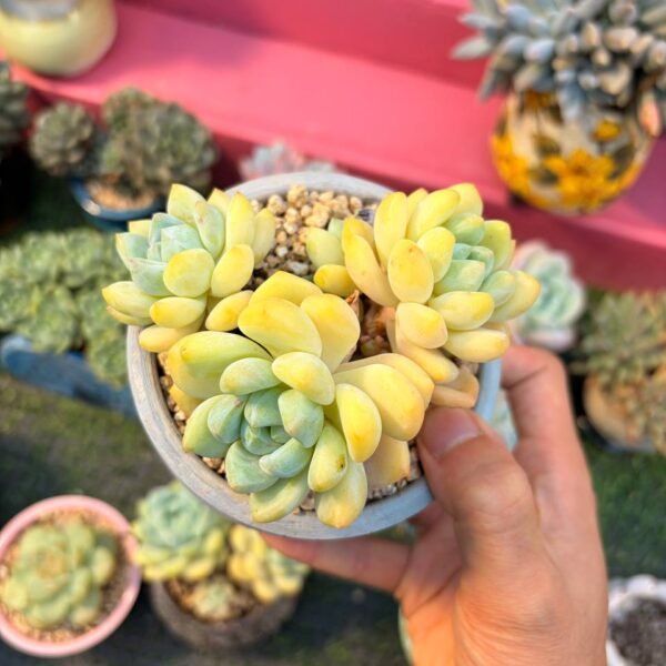 190.Echeveria 'Can lan '