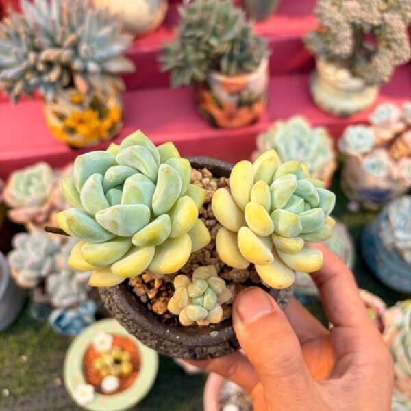 191.Echeveria 'Can lan '