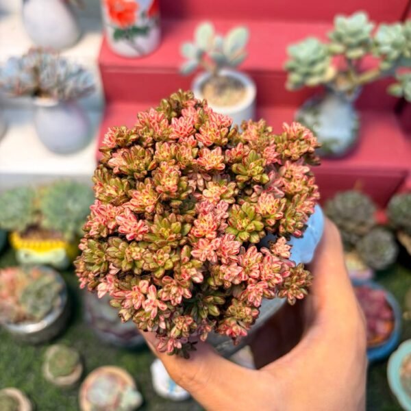 193.Aeonium × loartei f. variegata