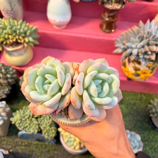 194.Echeveria 'Phoenix Monroe'