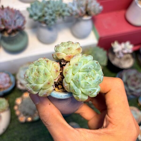 195.Echeveria 'Ice Soul