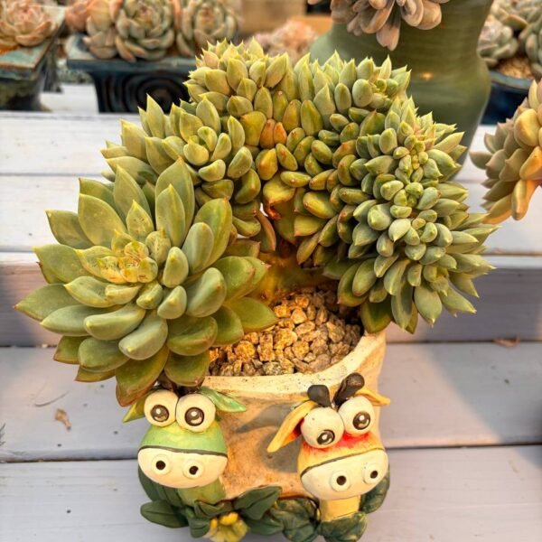 196.Echeveria 'J.C. Van Keppel' f. cristata