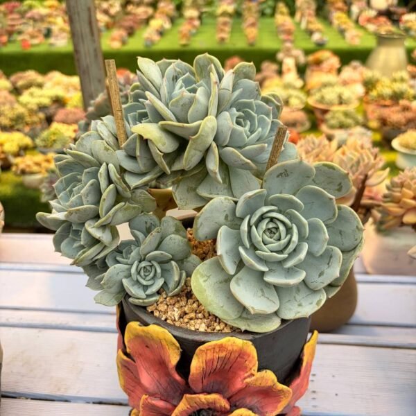 198.Echeveria 'Laulindsa