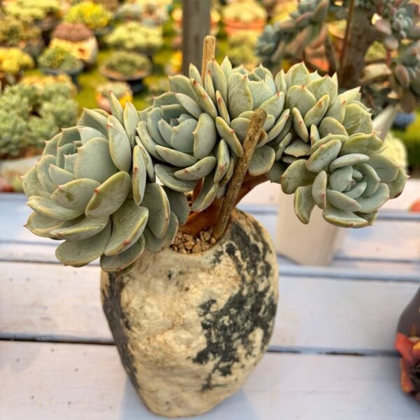 199.Echeveria 'Laulindsa