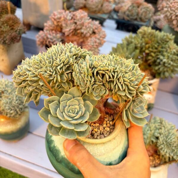 200.Echeveria 'Deresina' f. cristata