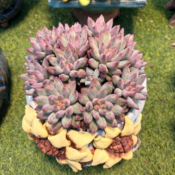 201.Echeveria 'Cherry'