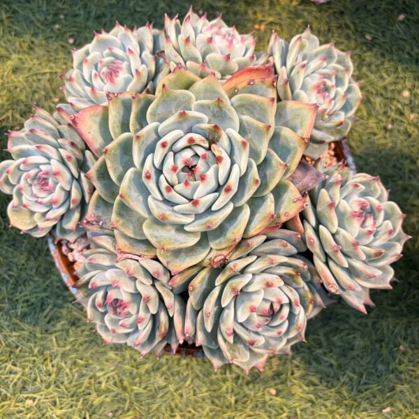 202.Echeveria chihuahuaensis