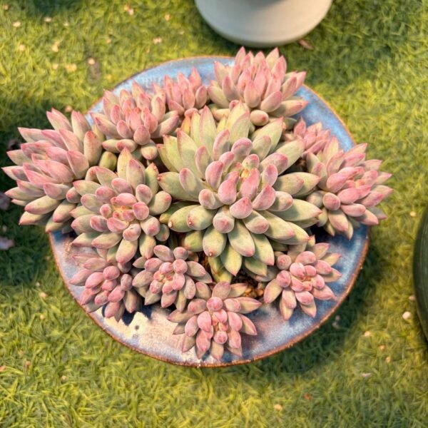 203.Echeveria 'Cherry'